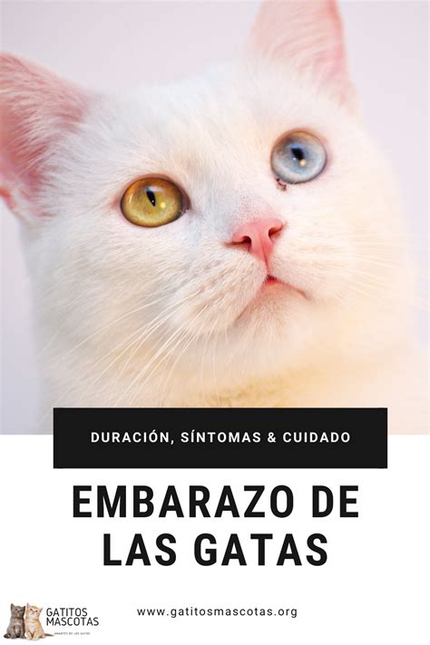 ¿conocéis a alguien más así? ¿Cuánto dura el embarazo de una gata? en 2020 | Edad de gatos, Gatos, Razas de gatos
