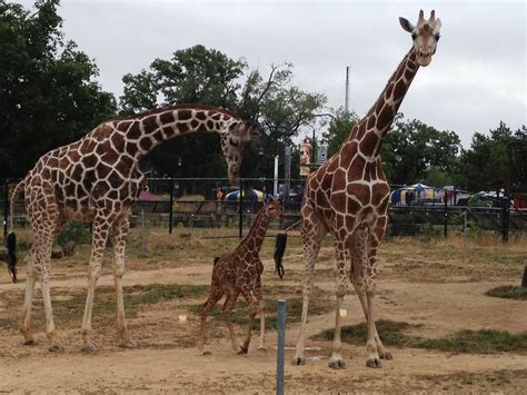 Baby Giraffe Makes Public Debut Como Zoo Conservatory