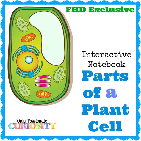 Major differences between plant & animal cell plant cell has cell membrane mitochondria is absent plastids are present contains large vacuoles nucleus is not in centre animal cell dont have cell membrane contains mitochondria plastids are absent contains small and few. FREE PLANT CELL INTERACTIVE NOTEBOOK (Instant Download ...
