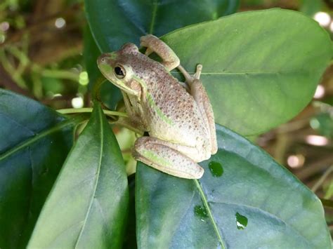 Invasive Cuban Tree Frogs In Florida Real Estate