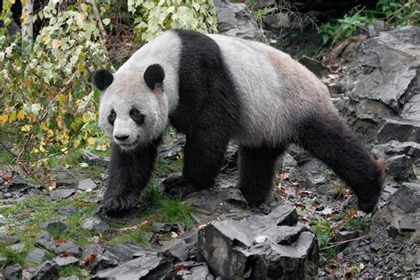 Großer Panda Foto And Bild Nature Natur Zoo Bilder Auf Fotocommunity