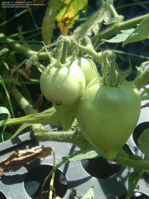Plantfiles Pictures Tomato Anna Russian Lycopersicon Lycopersicum