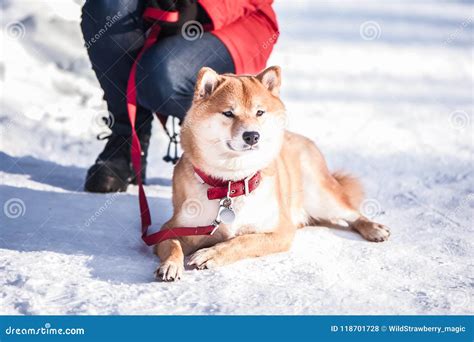 Dog Of The Shiba Inu Breed Lies On The Snow On A Beautiful Winter