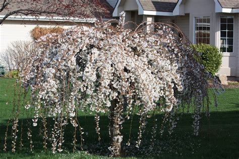 How To Grow The Dwarf Weeping Cherry Tree Hubpages