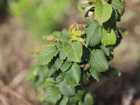 Grab Pospolity Globus Carpinus Betulus Sadzonki W Dobrej Cenie