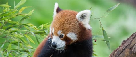 Download Wallpaper 2560x1080 Red Panda Bamboo Cute Animal Dual Wide