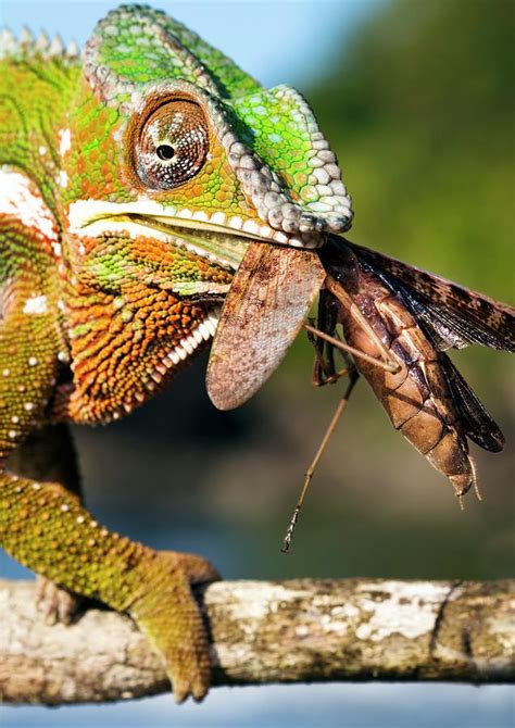 Panther Chameleon Photograph By Alex Hyde Fine Art America