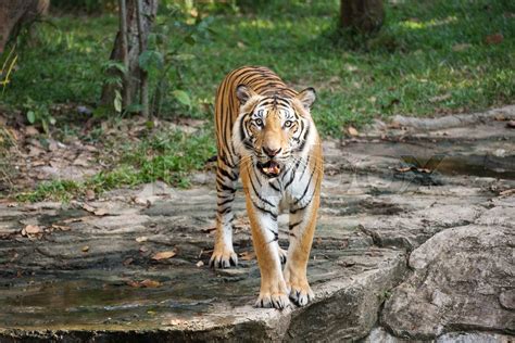 Bengal Tiger Walking Stock Image Colourbox