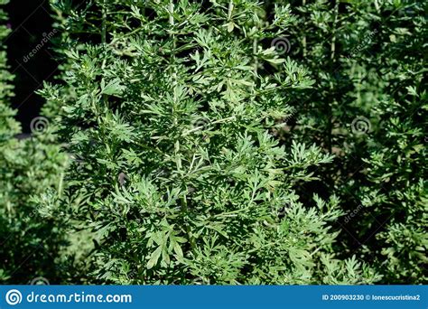 Close Up Of Fresh Green Leaves Of Artemisia Absinthium Known As Grand