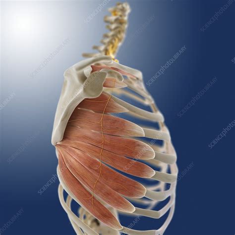 Chest Muscles Artwork Stock Image C0145177 Science Photo Library