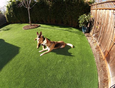 Benefits Of Artificial Grass For Dogs And Other Pets