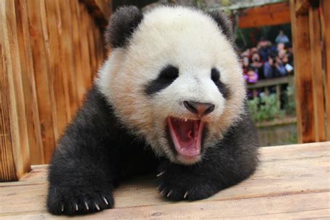 大熊猫“成实”变形记！当初它把墨盒吞肚子里了？