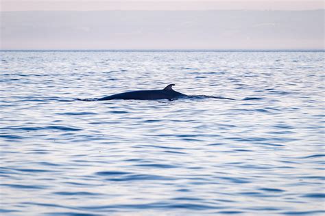 Les Baleines Du Saint Laurent Maxime Colin Photographe