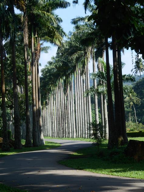 What's new latest activity authors impressum. Sri Lanka-Reisebericht: "botanischer Garten in Kandy"