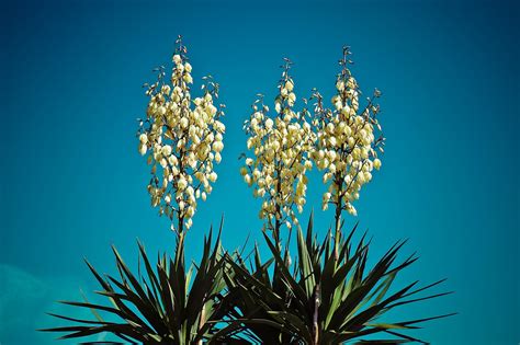 Palm Lily Tree Yucca Free Photo On Pixabay Pixabay