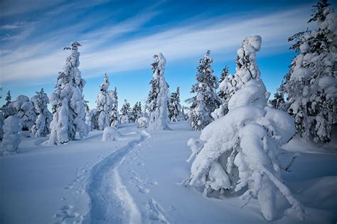 Image Lapland Region Finland Nature Spruce Winter Snow Trees