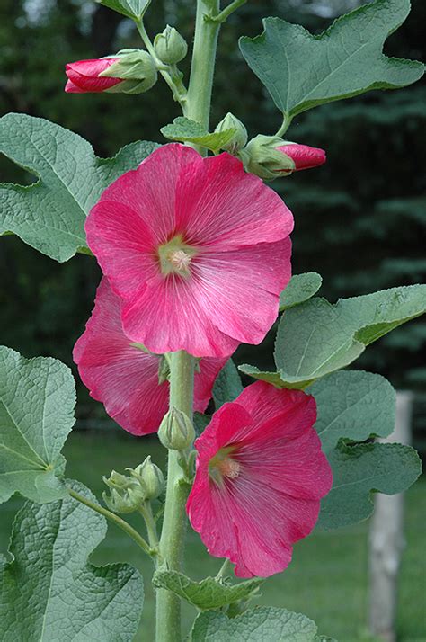 The building is now the centerpiece of the city's barnsdall art park. Hollyhock (Alcea rosea) in Issaquah Seattle Bellevue ...