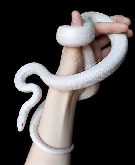 Theres No Denying The Beauty Of A White Snake Nienna The Whiteout