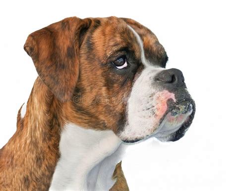 Boxer Dog Profile Stock Image Image Of Adorable Pedigreed 35768387