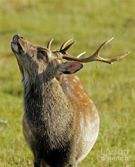 Sika Deer In Ireland Photograph By Natural Focal Point Photography Pixels