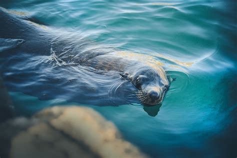 Free Images Sea Water Ocean Swim Blue Seal Seals Vertebrate