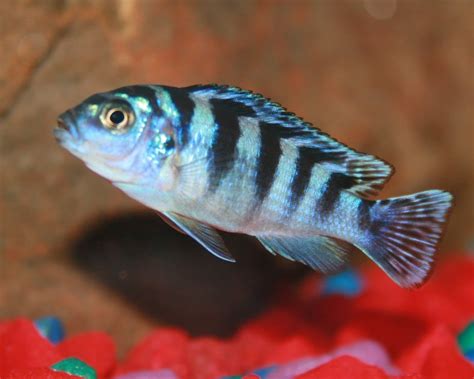 African Cichlids 15 Popular Species And How To Care For Them