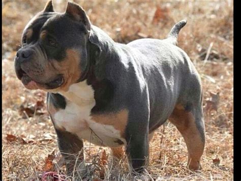 Check spelling or type a new query. Gorgeous tri-colored pitbull bully!! | Pit puppies ...