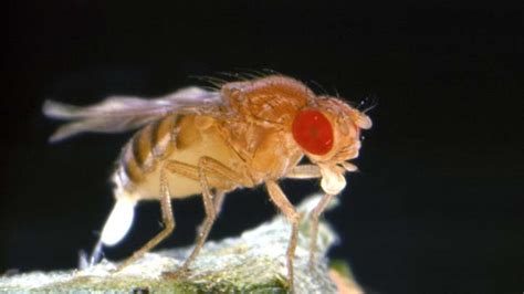 Sex Deprived Male Fruit Flies Turn To Alcohol Study Nbc10 Philadelphia