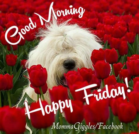 Good Morning Happy Friday Funny Friday Quotes Friday Is The Day When