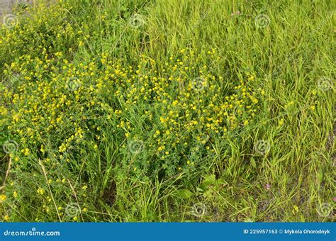 Alfalfa Sickle Medicago Falcata Blooms In Nature Alfalfa