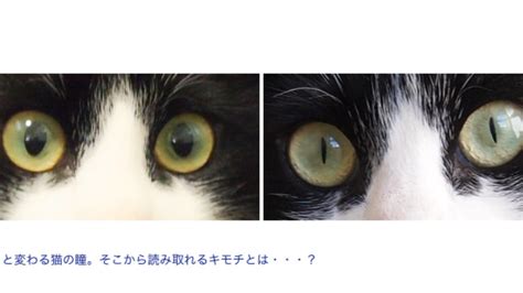 The latest tweets from しぐれうい(@ui_shig). 「目」から読み取る猫のキモチ - PetLIVES（ペットライブス ...