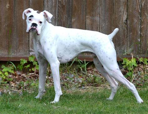 Boxer Information Dog Breeds At Newpetowners