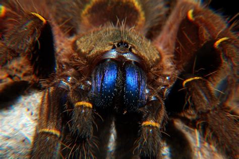 This arachnophobia, is a natural phenomenon that occurs in most of us. Blue Fang Skeleton Tarantula - (Ephebopus cyanognathus ...