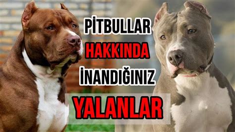 Stream tracks and playlists from pitbull on your desktop or mobile device. Pitbullar Hakkında Cahillerin İnandığı 11 Büyük Yalan ve ...