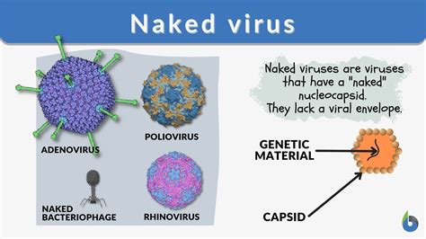 Virus Vs Bacteria