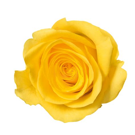Image - Yellow Flower.png | Color Sorting | FANDOM powered by Wikia