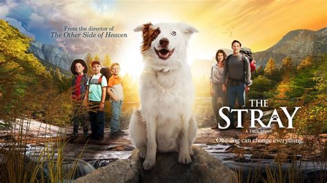 Also visit our site to watch all dogs go to heaven movie clips: The Stray | Official Trailer - YouTube