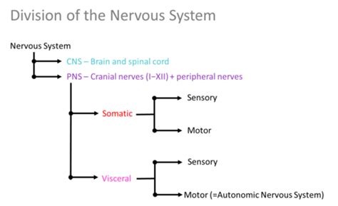 Anatomical Division Of The Peripheral Nervous System Flashcards Quizlet