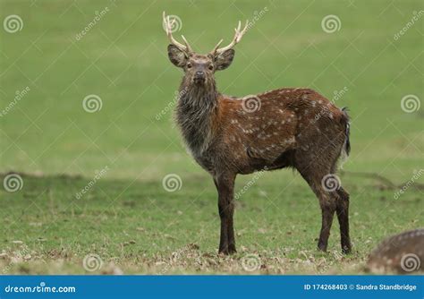 A Magnificent Stag Manchurian Sika Deer Cervus Nippon Mantchuricus