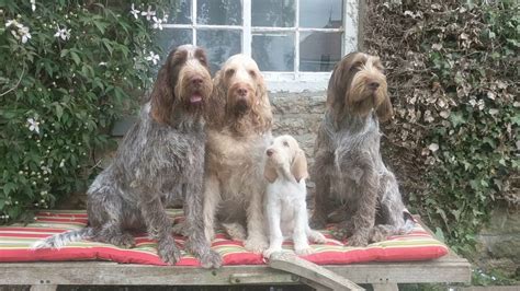 A 60 Second Portrait Of 4 Italian Spinone Youtube