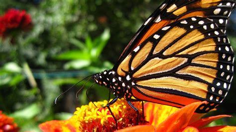 Hdnicewallpapers have a perfect collection of 3d butterfly wallpaper and pictures of flowers and butterflies. Monarch Butterfly Wallpapers - Wallpaper Cave