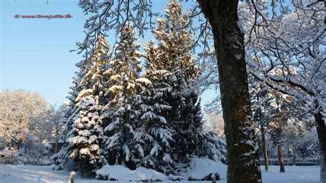 Wallpaper Snow Winter Tree Sky Freezing Branch Frost Fir Pine