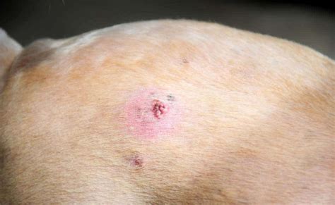 Huidkanker Bij De Hond Veel Voorkomende Types Oorzaken Symptomen Behandeling More