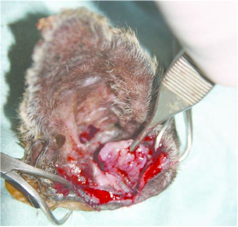 Most healthy lymph nodes are so small that a person is unable to feel them. Photo of ceruminous gland tumor within ear canal of a ...
