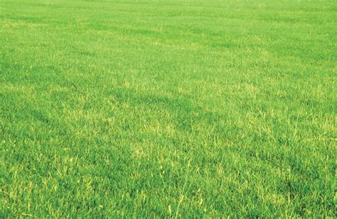 Grass Stock Photo Free Photo Download Freeimages