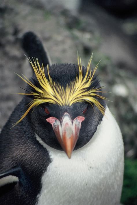 Macaroni Penguin New Zealand Birds Online Macaroni Penguin