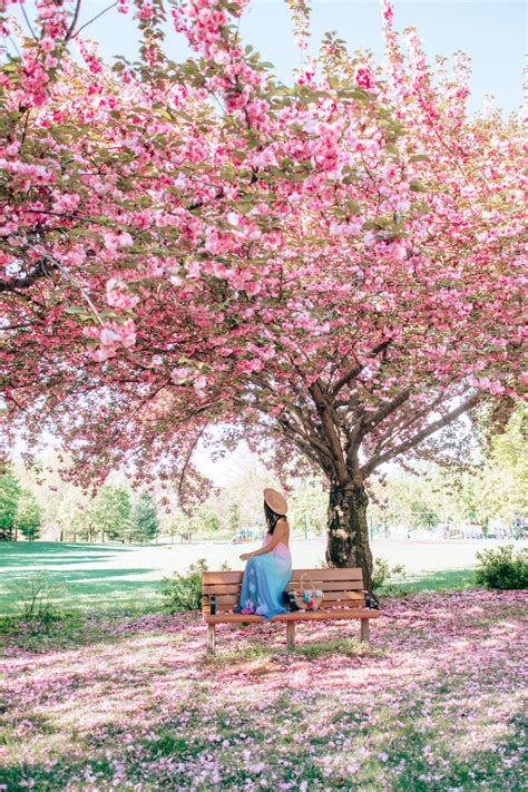 Japanese flowering cherry trees are known by the names 'kwanzan,' kanzan, and 'sekiyama,' but prunus serrulata 'kanzan' is one of the two stars of washington, d.c.'s, cherry blossom festival. 5 Magical Places to See Cherry Blossoms in Maryland with Kids