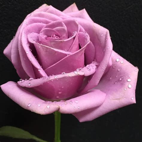 The Enchanted Petal Rosy June