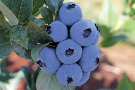 New Early Low Chill Blueberry Varieties From Oregon Blueberry Farms