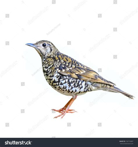 Brown Bird Scaly Thrush Zoothera Dauma Stock Photo 156716987 Shutterstock
